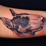 Tattoos - bull terrier dog black n gray portrait tattoo - 99454